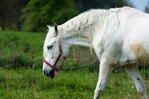 Zeugen gesucht! Stute auf Weide in Annabichl erlitt Stichverletzung. Foto: Symbolbild