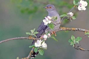 Ein Kuckuck sitzt auf dem Ast eines Obstbaumes im Frühling. Foto: Franz Stoll