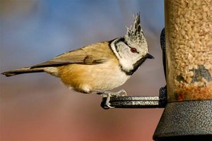 Haubenmeise bei einer Futtersäule. Foto: Jürgen Meßmer