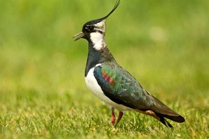 Der Kiebitz fasziniert mit Aussehen und Flugkunst Leider schrumpfen seine Lebensräume. Foto: BirdLife Österreich