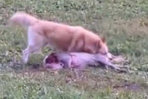 Rehgeiß in Tultschnig von frei laufendem Hund attackiert. Foto: Klagenfurt Elite