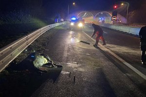 Kollisionen mit Rindern auf der Autobahn bei Klagenfurt. Foto: Berufsfeuerwehr Klagenfurt