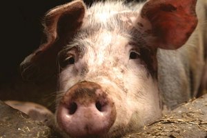 Schweinehaltung: Kärntner Tierschutzreferentin wendet sich an zuständige Ministerien