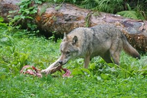 Risikowolf im Bezirk Villach-Land erlegt. Foto: Symbolbild