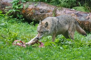 Ist der Wolf schon im Raum Klagenfurt? Mehrere Risse lassen darauf schließen.