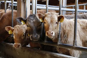 Forderung: Tierärztlicher Notdienst auch für landwirtschaftliche Nutztiere