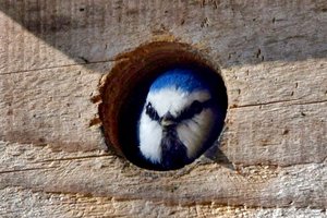 Blaumeise in Nistkasten. Foto: Anton Faustmann