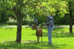 dm Drogeriemarkt finanziert Tiertherapie für Seniorinnen und Senioren. Foto: Sozialhilfeverband St.Veit 