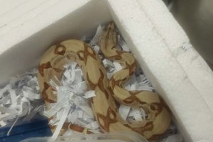 Eine ungiftige Boa constrictor befand sich im Paket. Foto: Helga Happ