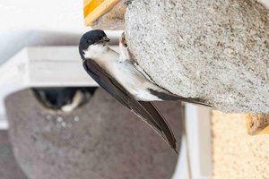 Glücksbringer im Pech: Nur noch halb so viele Mehlschwalben wie vor 25 Jahren. Foto: Johannes Hohenegger