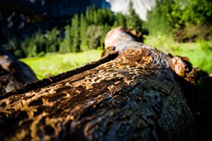 Borkenkäferbefall: Waldbauern mit den Folgen des Klimawandels nicht alleine lassen!