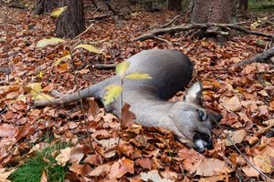 Moosburg: Wilderer ließ erlegtes Reh einfach liegen. Foto: Symbolbild