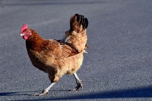 Huhn verursacht Mopedunfall in Keutschach: 15-Jährige verletzt