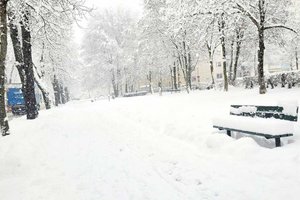 Vorsicht! Schneebruch-Gefahr bei Bäumen im Stadtgebiet. Foto: Mein Klagenfurt