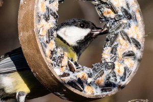 Wintervogelzählung: Kohlmeise häufigster Wintervogel Österreichs. Foto: Roland Jedenastik