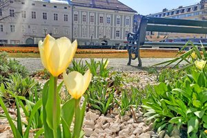 Erste Frühlingsboten werden sichtbar. Foto: Mein Klagenfurt
