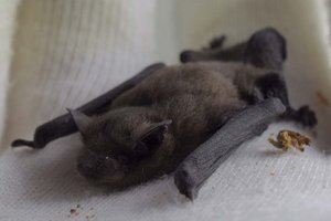 Die Fledermäuse machten es sich im Schlafzimmer der Wohnung gemütlich