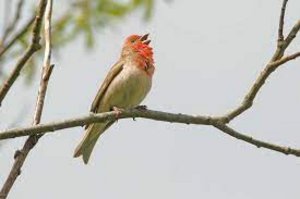 Frühlingserwachen der Vogelwelt. Foto: Michael Dvorak