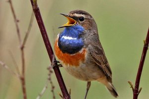 Nur noch rund 150 Blaukehlchenpaare brüten in Österreichs Feuchtgebieten. Foto: Otto Samwald