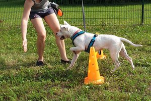 Rund um den Hund: Informationsvormittag am Trainingsplatz von respekTIERt. Foto: respekTIERt