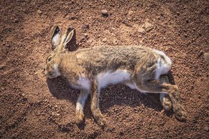 Hasenpest im Raum Grafenstein ausgebrochen: für Menschen hochansteckend. Foto: Symbolbild