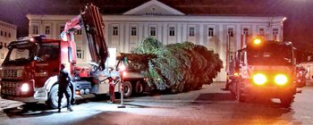 Es wird langsam weihnachtlich: Der Christbaum ist da