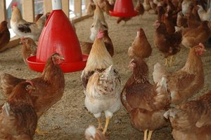 Vogelgrippe: Ab Montag Stallpflicht für Geflügel in Kärnten
