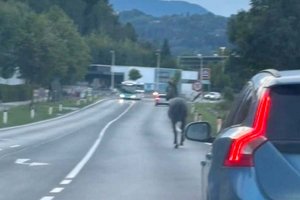 Pferd galoppierte von der Feldkirchner Straße auf die Schnellstraße. Foto: Klagenfurt Elite