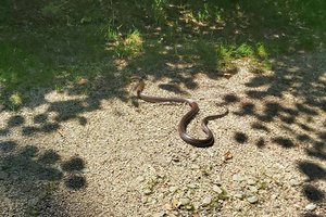 Berufsfeuerwehr musste am Villacher Ring eine Schlange einfangen. Foto: Berufsfeuerwehr Klagenfurt
