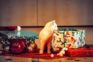 Wichteln: Weihnachtsgeschenke für die Tierheim-Tiere. Foto: TiKo/Silvio Scheichl