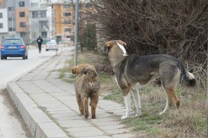 Freie Hunde: Vortrag im TiKo über das Leben Bulgarischer Straßenhunde. Foto: Gerd Schuster