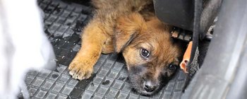 Sechs Welpen herzlos auf Autobahnraststation ausgesetzt. Foto: TiKo/Melanie Olip