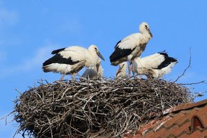 Zu den frühen Zugvögeln gehören auch die Weißstörche, die Anfang August mit der Jungenaufzucht fertig sind. Wenige Wochen später macht sich Alt und Jung der Storchenfamilie auf den Weg in den Süden. Foto: Hans-Martin Berg