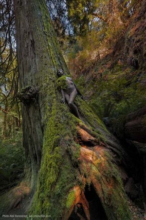 Kärntner Agentur thematisiert Abholzung der Regenwälder mit Camouflage Kunst in Kanada. Foto: Alex-Barendregt/WB-Production