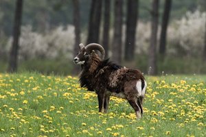 Wilderer erlegten in Keutschach einen Muffelwidder