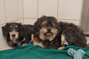 Verfilztes Fell und Parasitenbefall: 12 scheue, vernachlässigte Hunde im Tiko abgegeben. Foto: TiKo