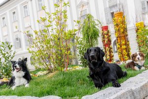 Samstag, 3. September: Erster Tierschutztag vor dem Rathaus. Foto: StadtKommunikation 