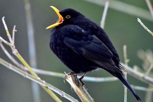 Amseln sammeln für ihren Nachwuchs vor allem Regenwürmer und bodenlebende Insektenlarven. Foto: Anton Faustmann