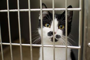 Stadt Klagenfurt unterstützt Tierschutz mit 55.000 Euro
