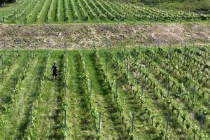 Vermessung des Weingartens mit Infrastruktur des Digital Twin Lab der Joanneum Research. Foto: Joanneum Research