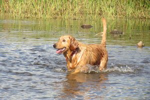 Hitzewelle: Gefahr für Hunde durch Blaualgentoxine in stehenden Gewässern