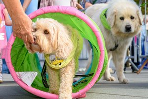 TherapiehundeTeams Kärnten starten mit Herbstkursen. Foto: TherapiehundeTeams Kärnten