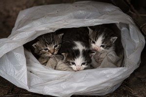 Katzenmutter mit drei Jungtieren in zugeknotetem Plastiksack ausgesetzt. Foto: Symbolbild