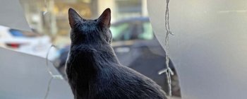 Zehn Jahre Katzencafé Klagenfurt: Ein Ort zum Genießen und Wohlfühlen