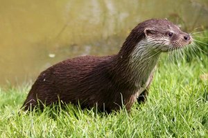 Totschlagfallen: WWF kritisiert grausame Jagd auf Fischotter in Kärnten