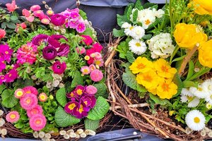 Der Osterhase mag es heuer bunt. Foto: Mein Klagenfurt