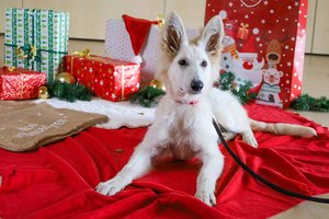 Die Tiere im TiKo freuen sich schon auf ihre Geschenke! Foto: Tiko