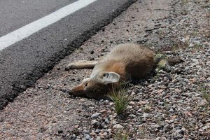 Kuratorium für Verkehrssicherheit: Alle 2 Stunden ein Wildunfall in Kärnten