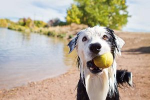 Badespaß mit Hund: Spielen im Wasser macht richtig Spaß. Jedoch sollte bei Hitze die Intensität von Aktivitäten wie Spielen oder Training gesenkt werden, um eine Überanstrengung zu verhindern. Foto: Fressnapf