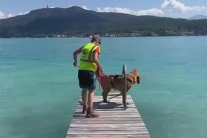Pörtschach: Hund im Wörthersee ertrunken. Foto: Hunde entlaufen vermisst gefunden in Österreich
